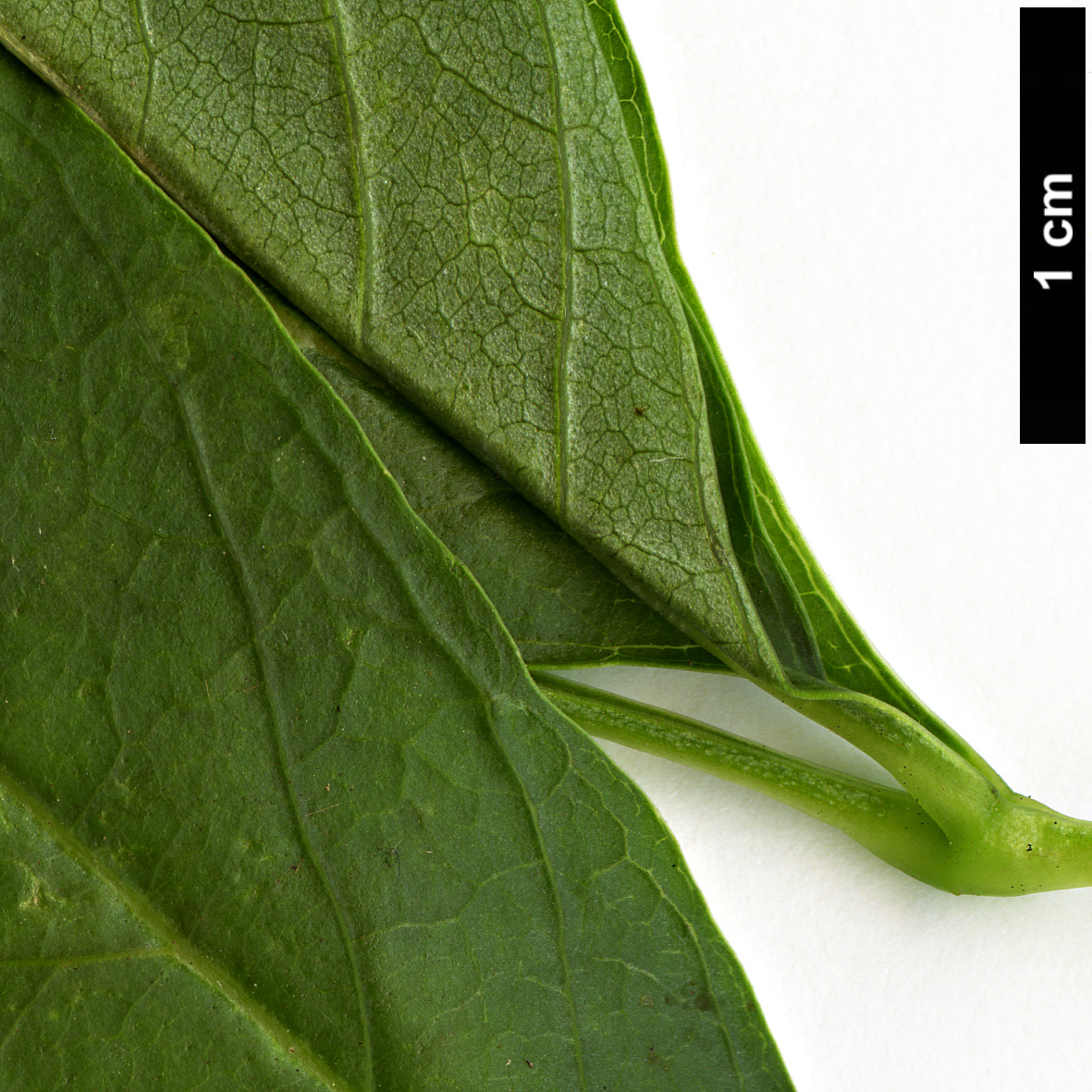 High resolution image: Family: Oleaceae - Genus: Fraxinus - Taxon: velutina - SpeciesSub: var. glabra High resolution image: Family: Oleaceae - Genus: Fraxinus - Taxon: velutina - SpeciesSub: var. glabra